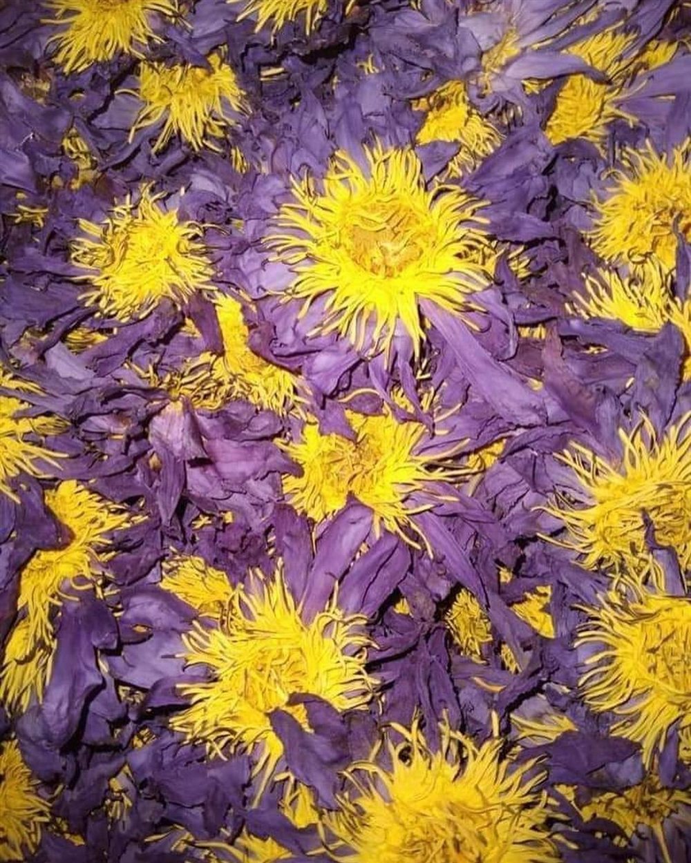 Whole dried blue lotus flowers with golden stamens