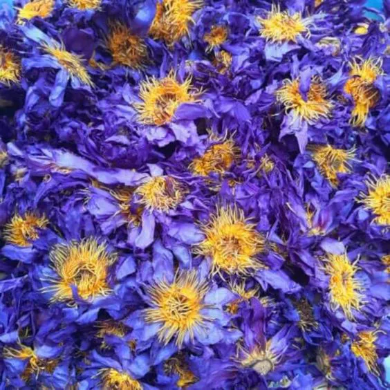 Dried blue lotus flower lot inspected before a certificate of analysis