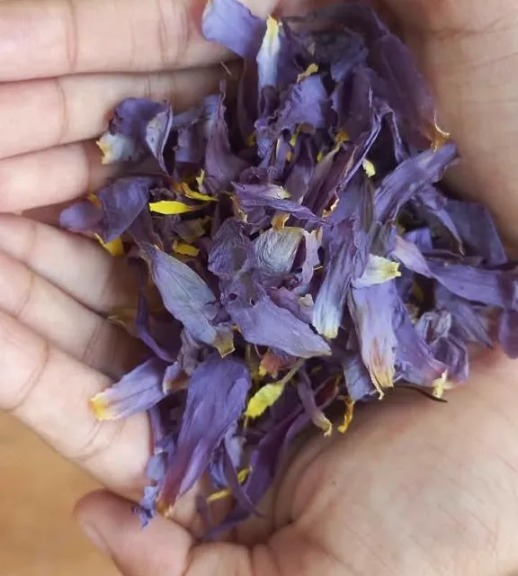 Dried blue lotus flower handled and inspected when a shipment arrives